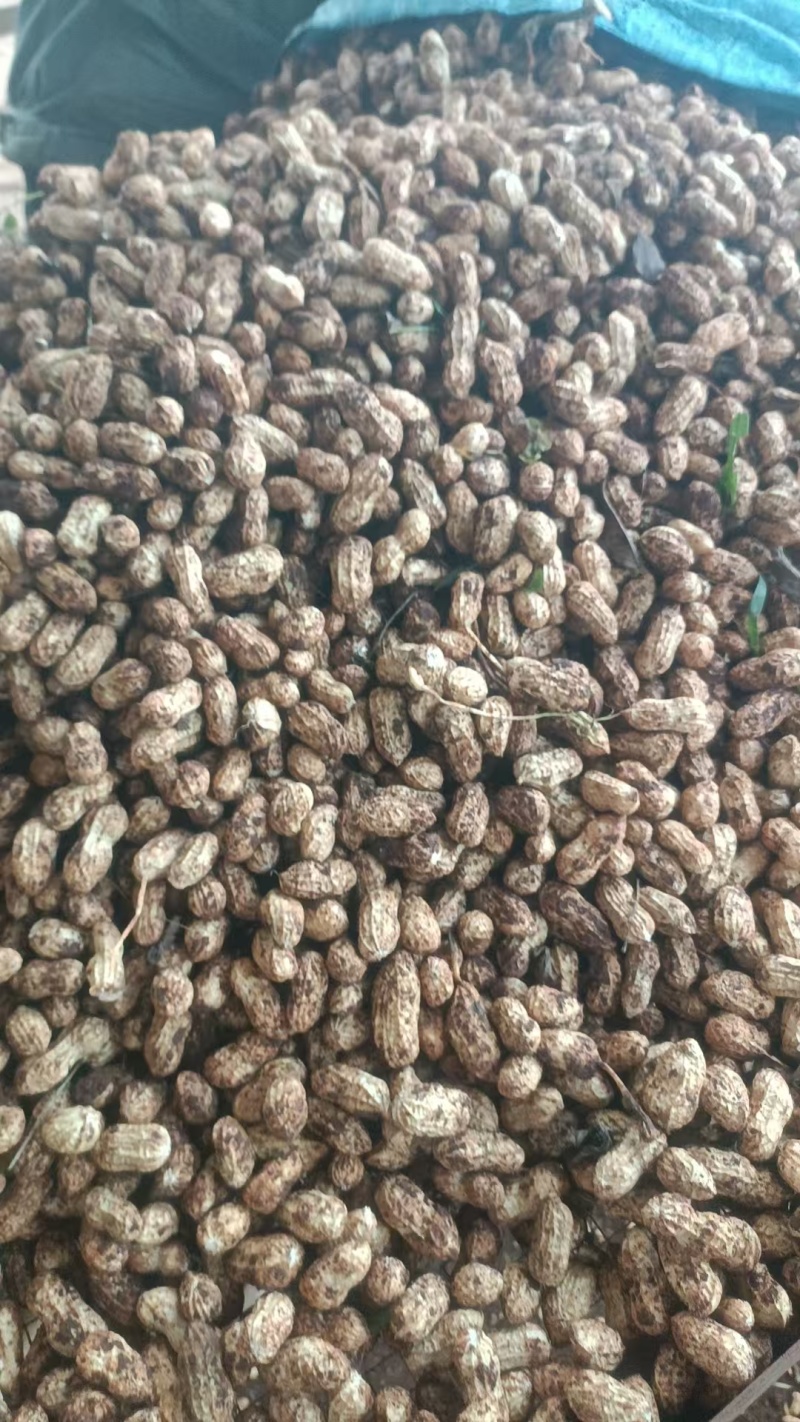 广东徐闻白沙花生大量接单产地直发量大从优欢迎来电