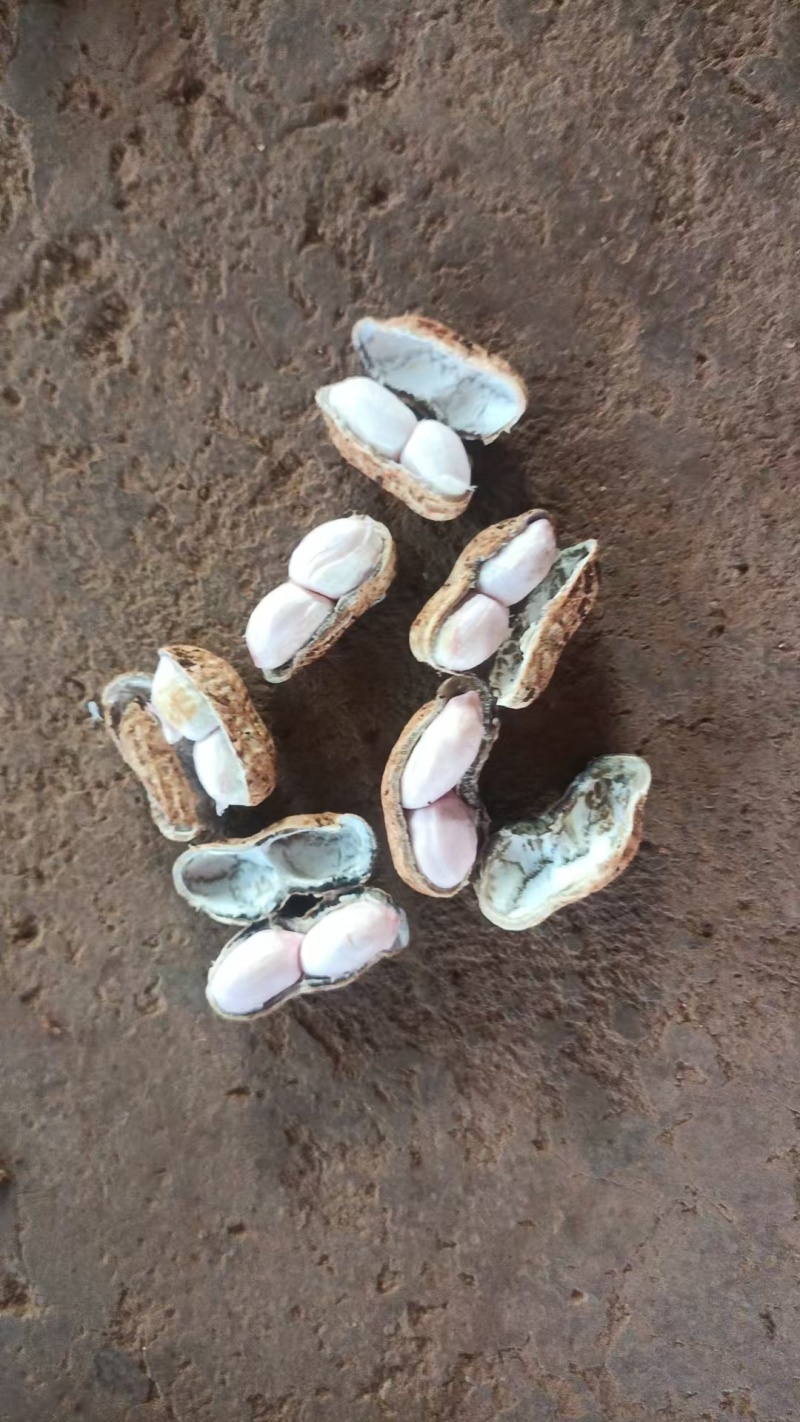 广东徐闻白沙花生大量接单产地直发量大从优欢迎来电
