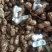 广东徐闻白沙花生大量接单产地直发量大从优欢迎来电