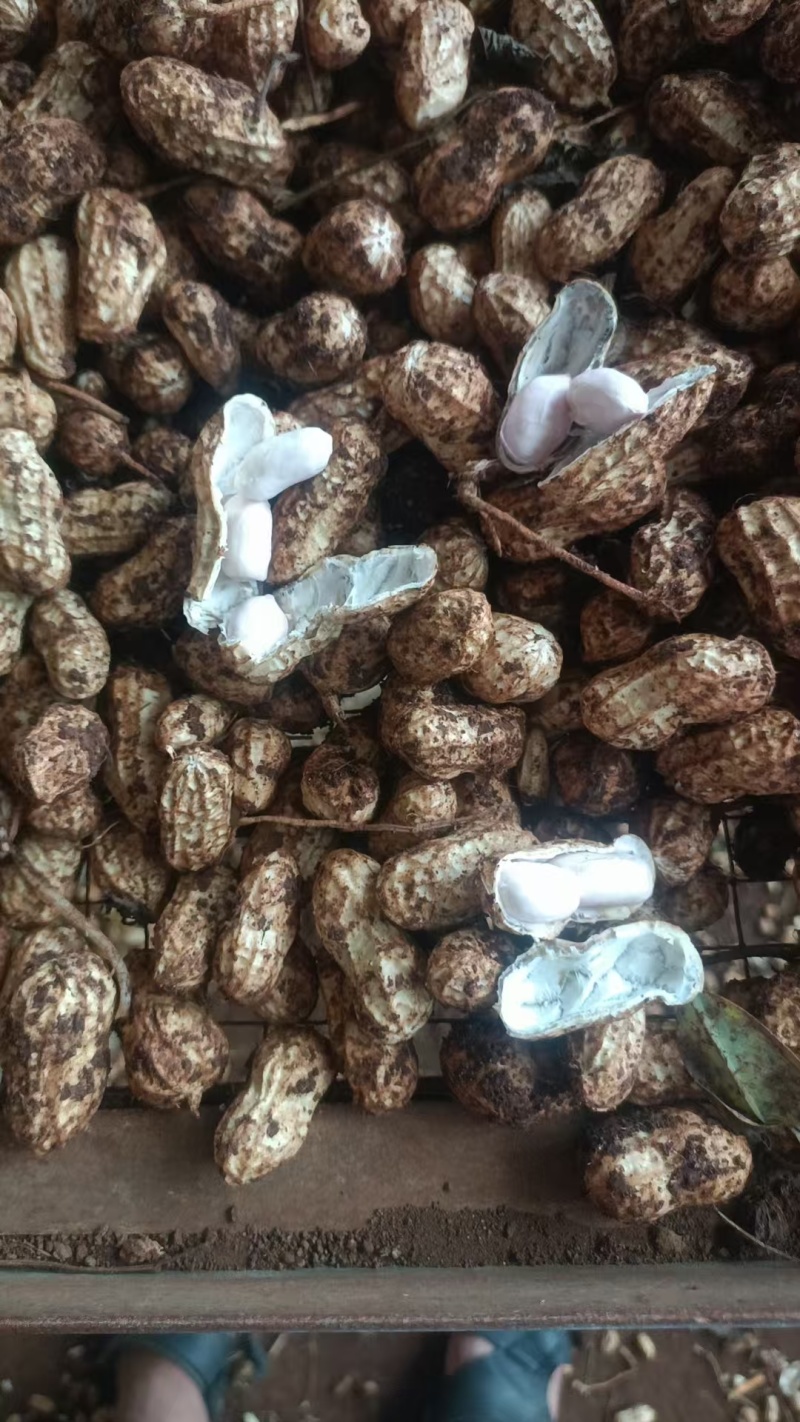 广东徐闻白沙花生大量接单产地直发量大从优欢迎来电