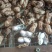 广东徐闻白沙花生大量接单产地直发量大从优欢迎来电