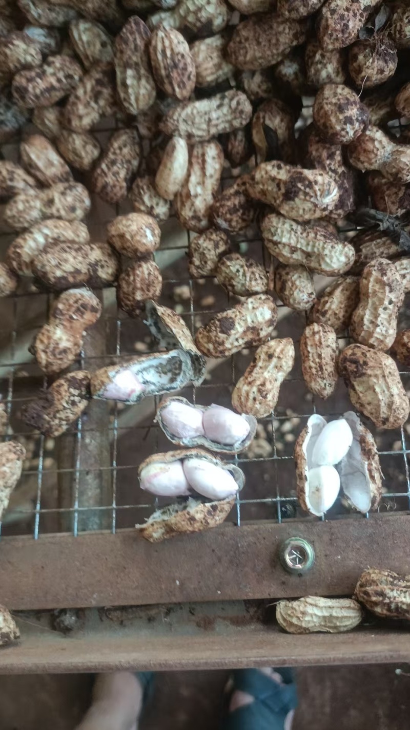 广东徐闻白沙花生大量接单产地直发量大从优欢迎来电