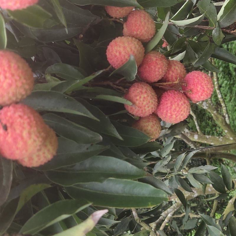 广西灵山荔枝