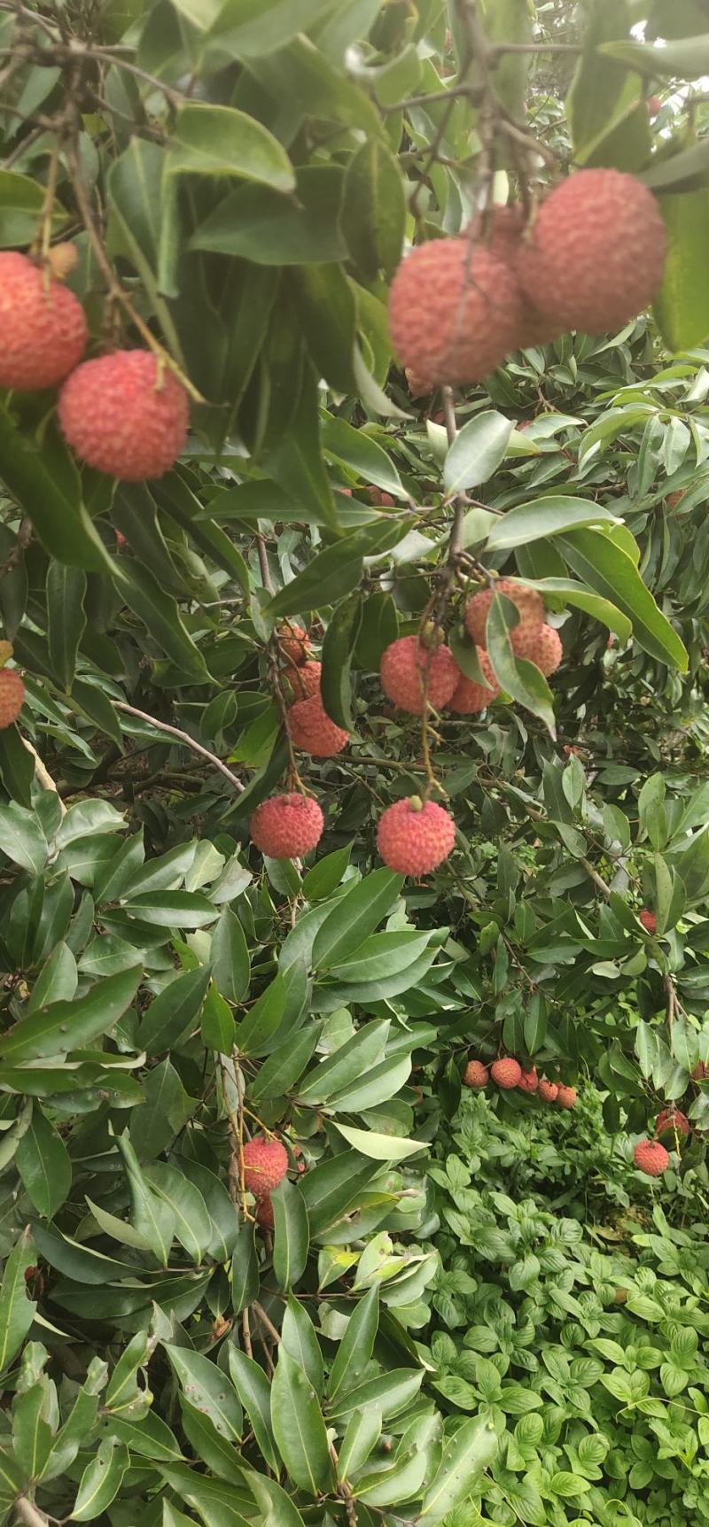 广西灵山荔枝