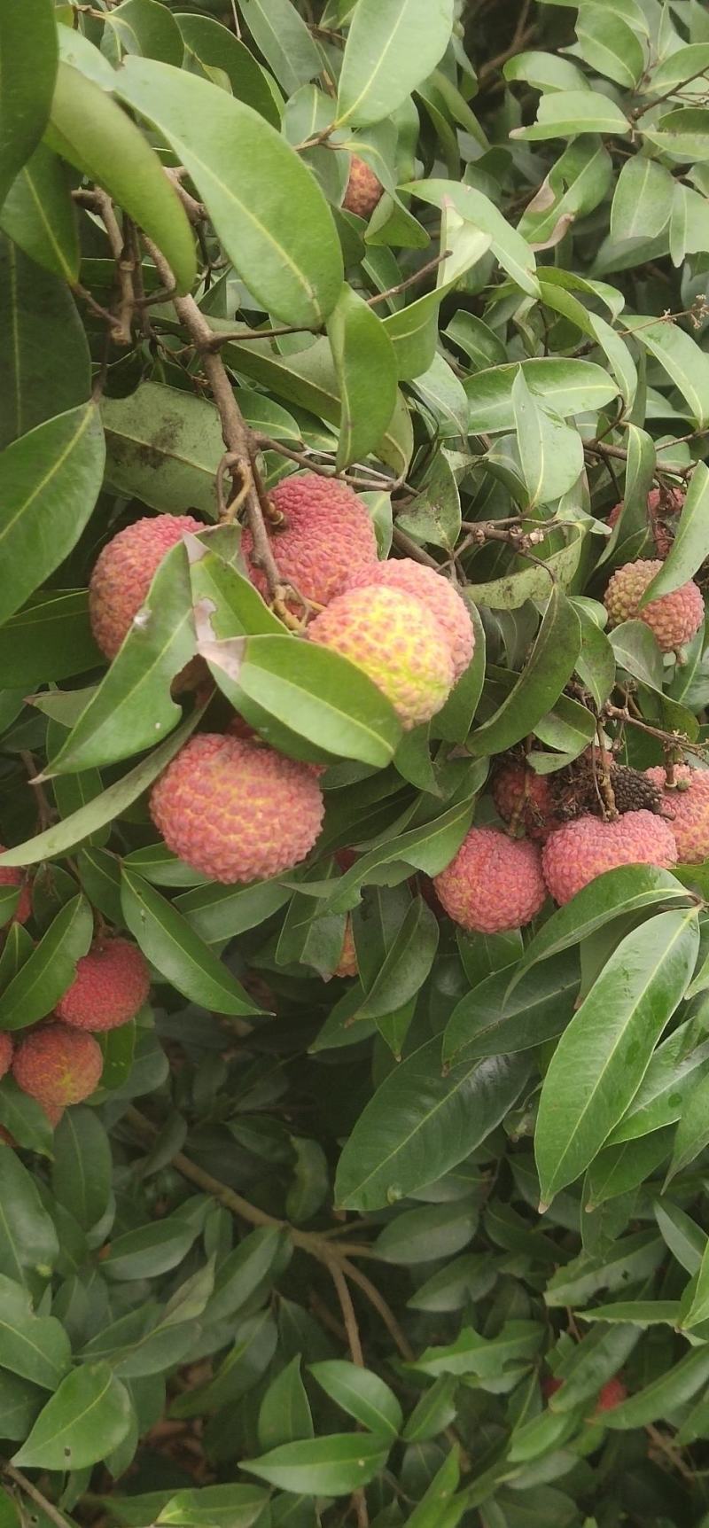 广西灵山荔枝