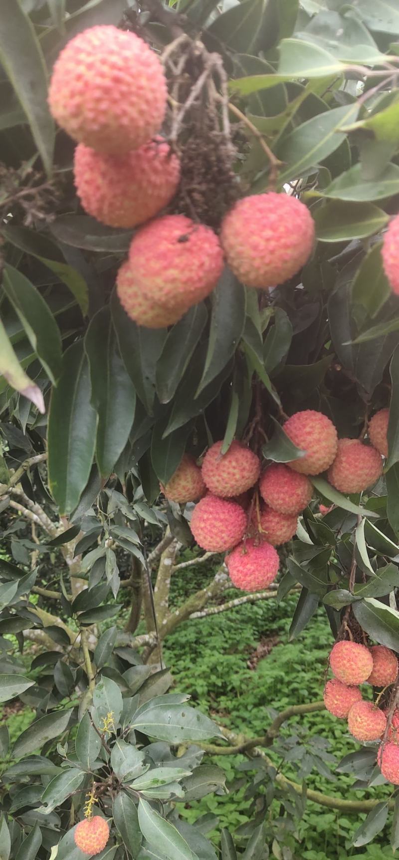 广西灵山荔枝