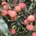 广西灵山荔枝