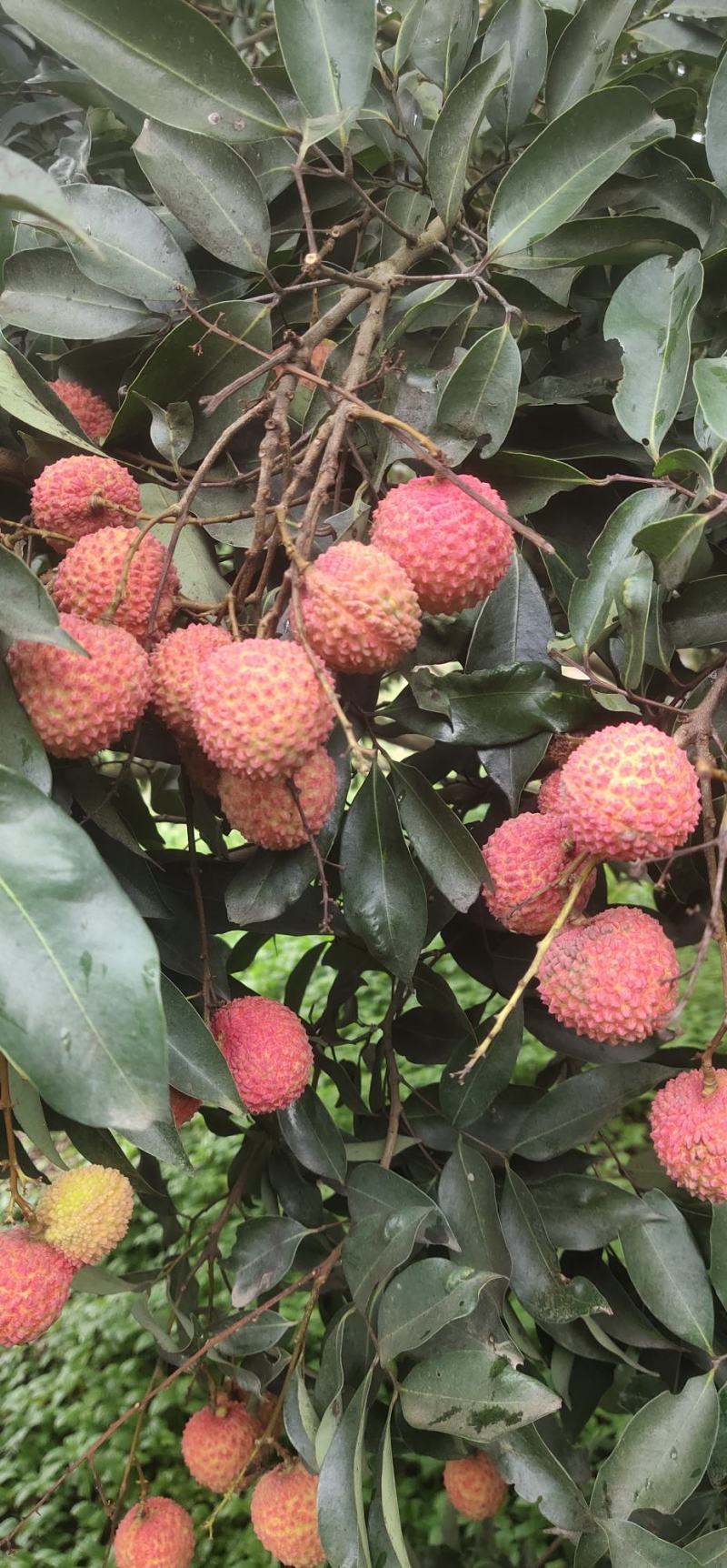 广西灵山荔枝