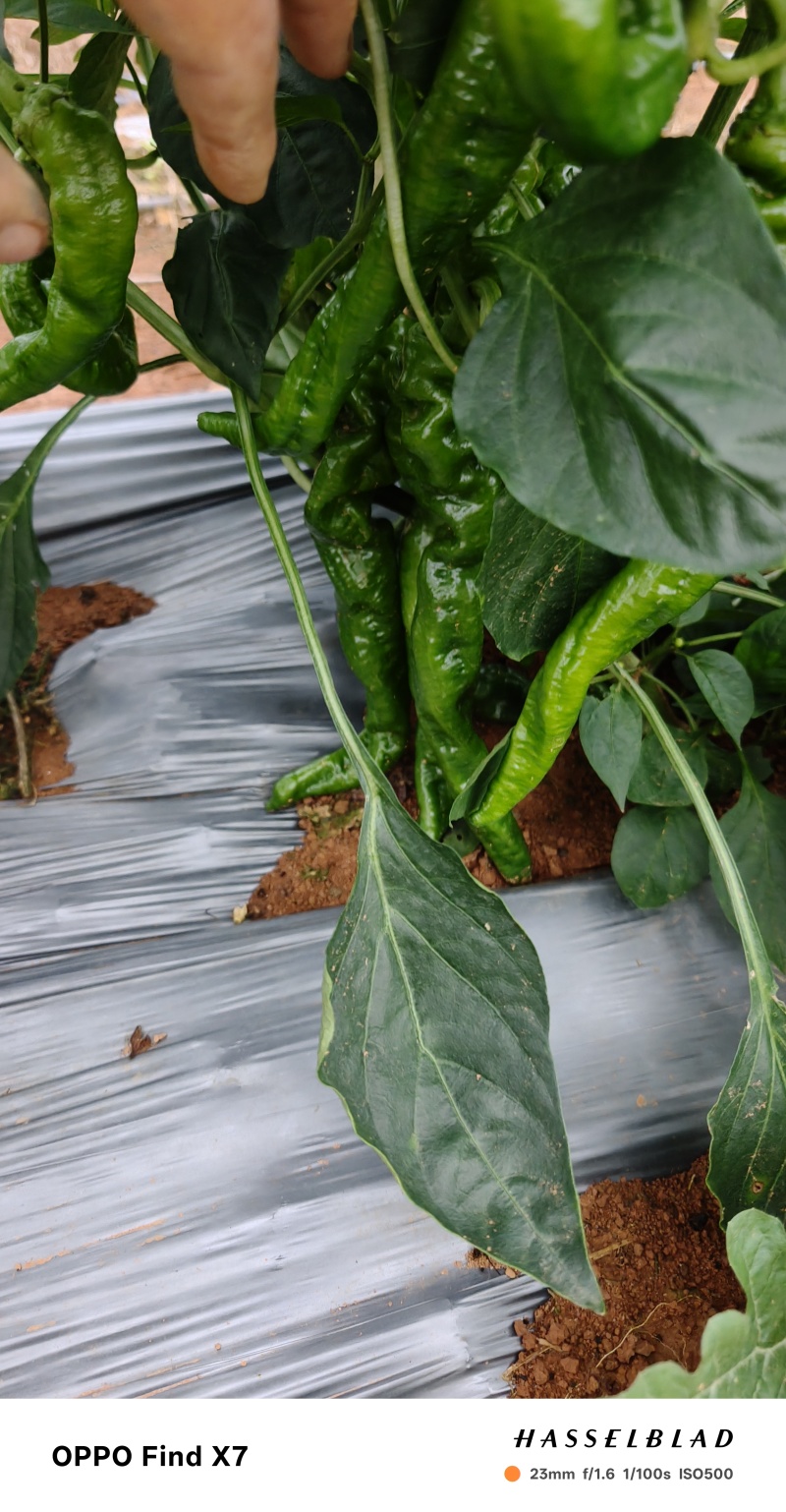 螺丝椒，尖椒，十号椒，泡谷椒
