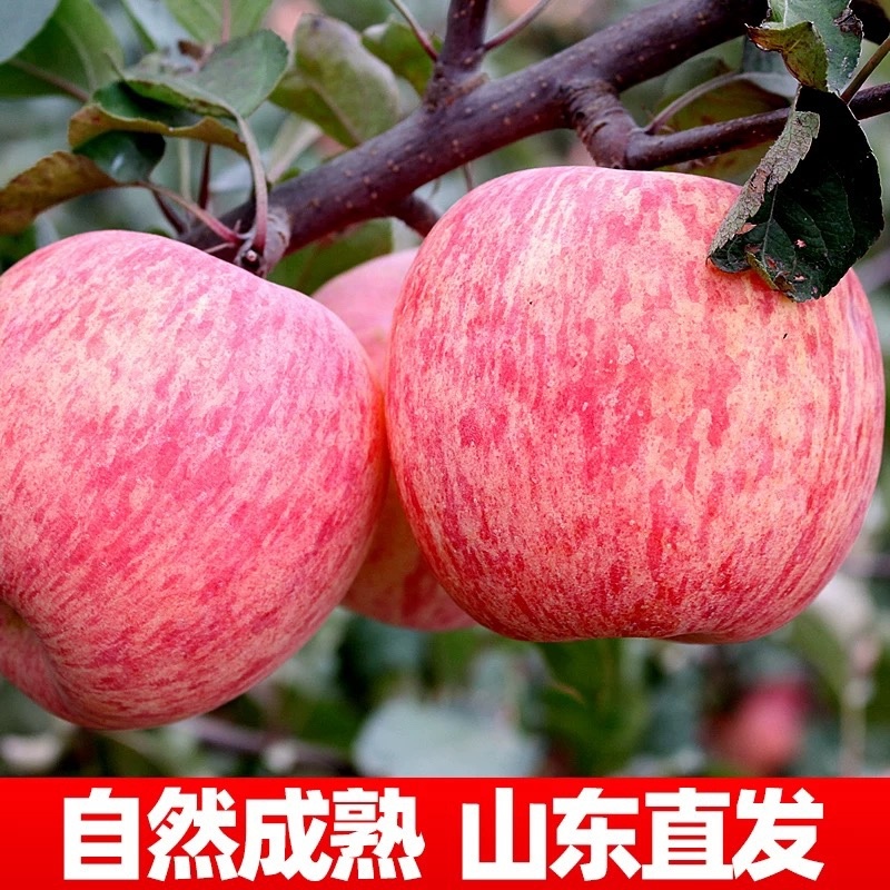 精品山东红富士苹果，脆甜可口，多汁，量大质优，电商市场