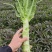 大理紫叶香莴笋杆杆莴笋
