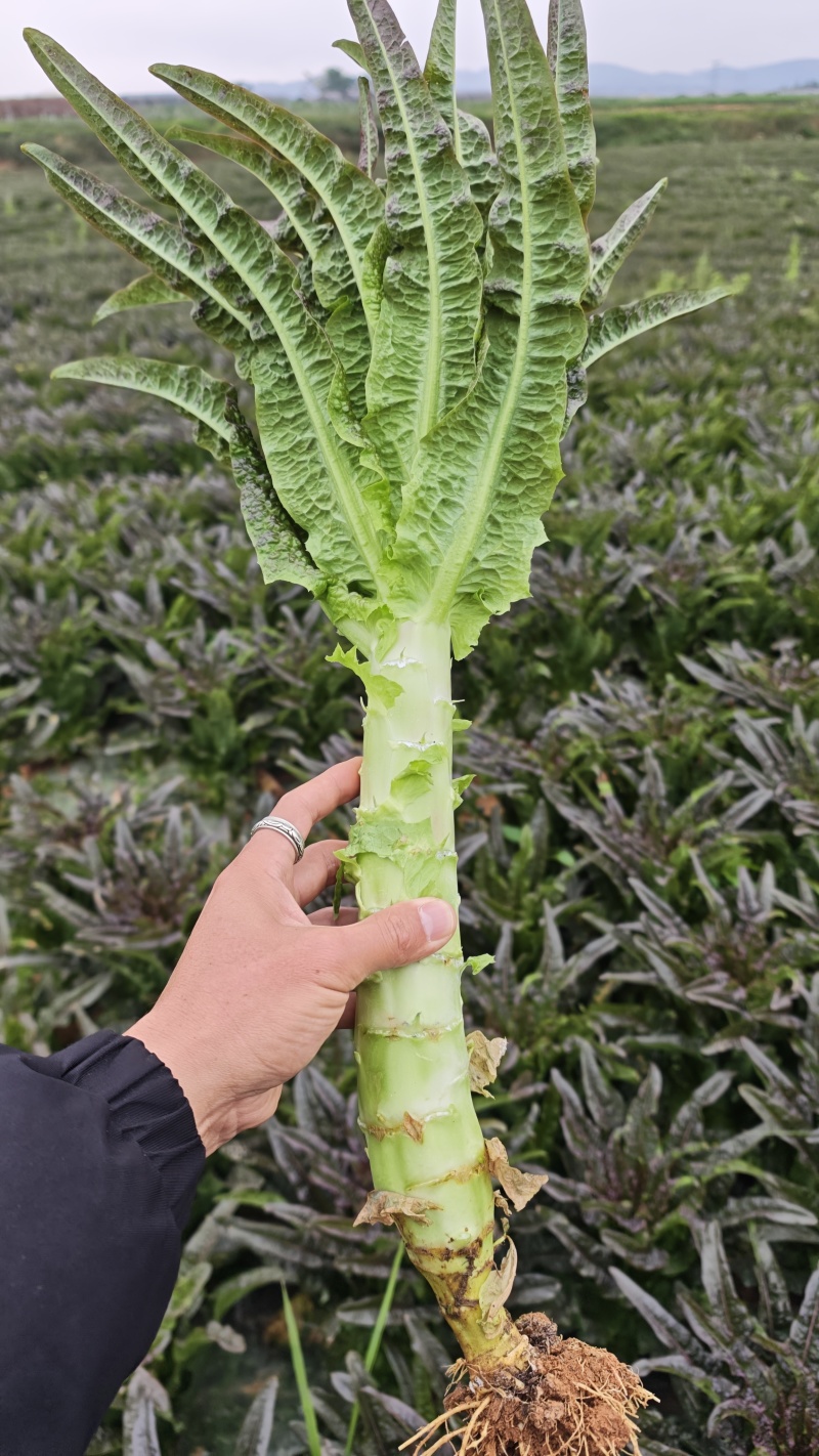 大理紫叶香莴笋杆杆莴笋