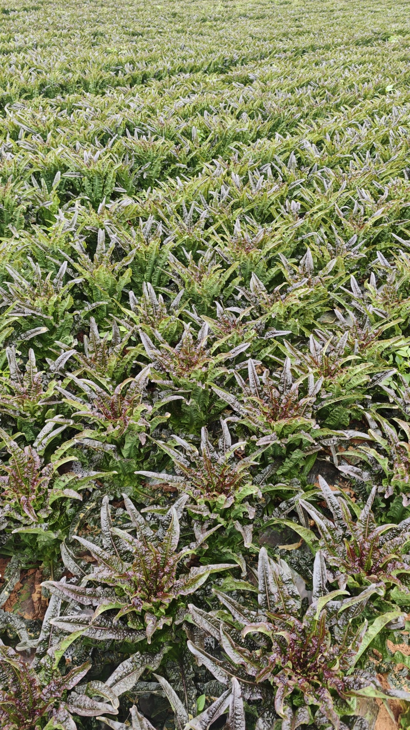 大理紫叶香莴笋杆杆莴笋