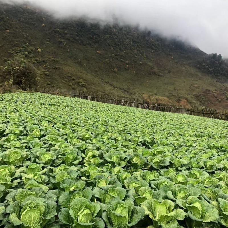 高山大白菜