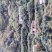 云南昆明果园低价出租或转让详细来电详谈可以种植各种水果树