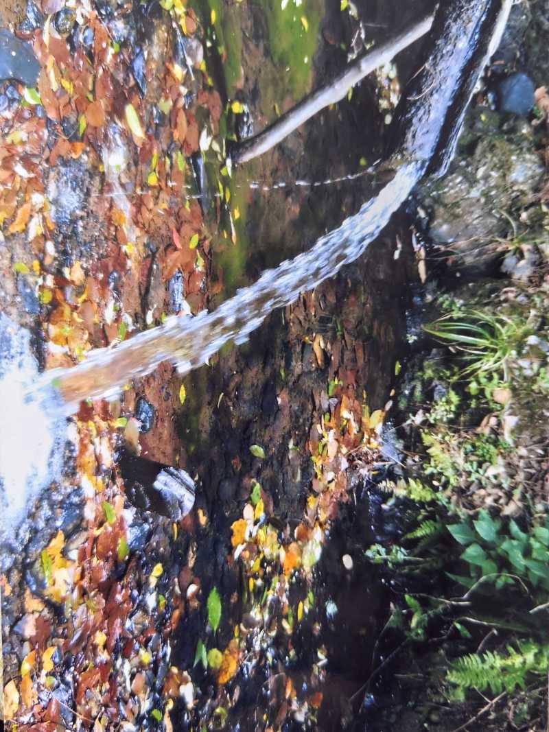 云南昆明果园低价出租或转让详细来电详谈可以种植各种水果树