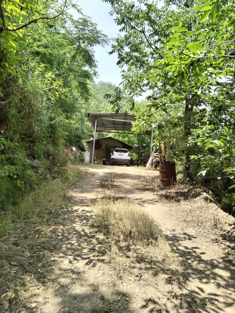 云南昆明果园低价出租或转让详细来电详谈可以种植各种水果树