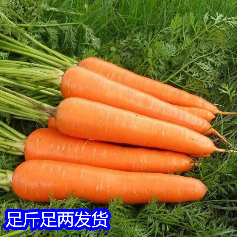 《胡萝卜》河北三红胡萝卜水洗，带土一手货源支持电商市场