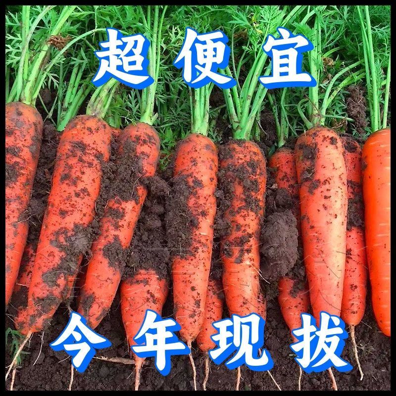 三红带土胡萝卜量大价优产地直发对接市场电商