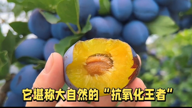 被阳光亲吻过的《蓝宝石西梅》，品质还会差吗？！