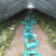 麒麟西瓜台农种植价格可以谈量大优惠欢迎咨询