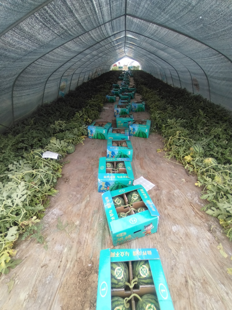 麒麟西瓜台农种植价格可以谈量大优惠欢迎咨询