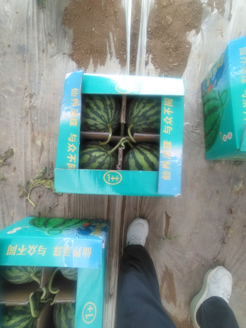 麒麟西瓜台农种植价格可以谈量大优惠欢迎咨询