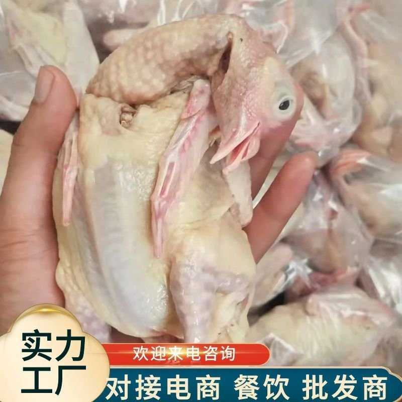 乳鸽白条鸽老鸽子鸽肉工厂发货保证质量常年供应