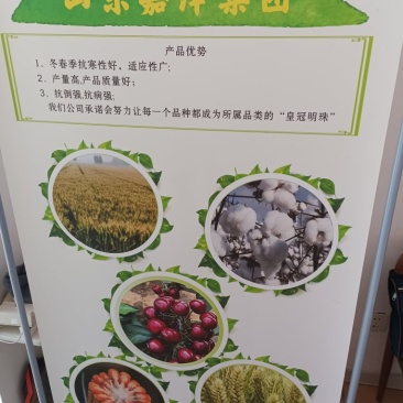 车厘子