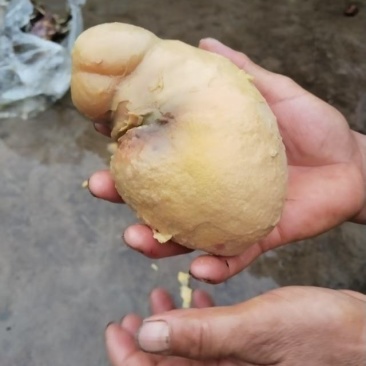 这个是鸡宝嘛，一斤多少钱？