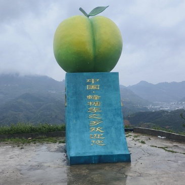 六马蜂蜜李