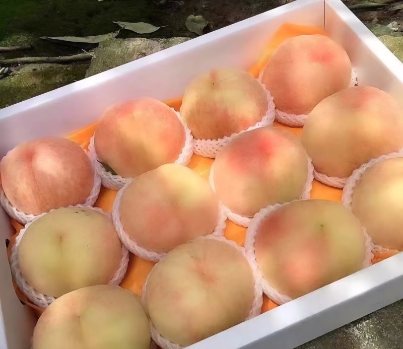 凤桥三星水蜜桃