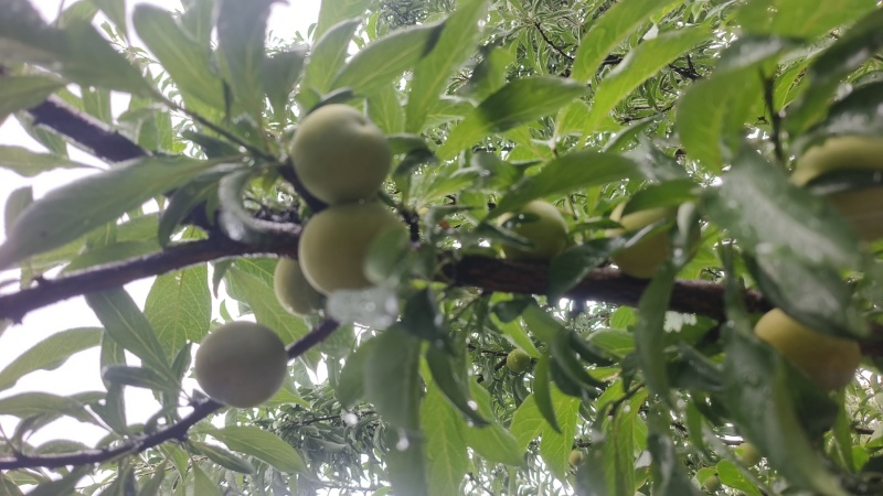 六马蜂蜜李