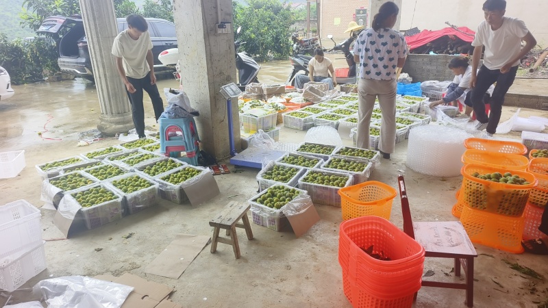 六马蜂蜜李