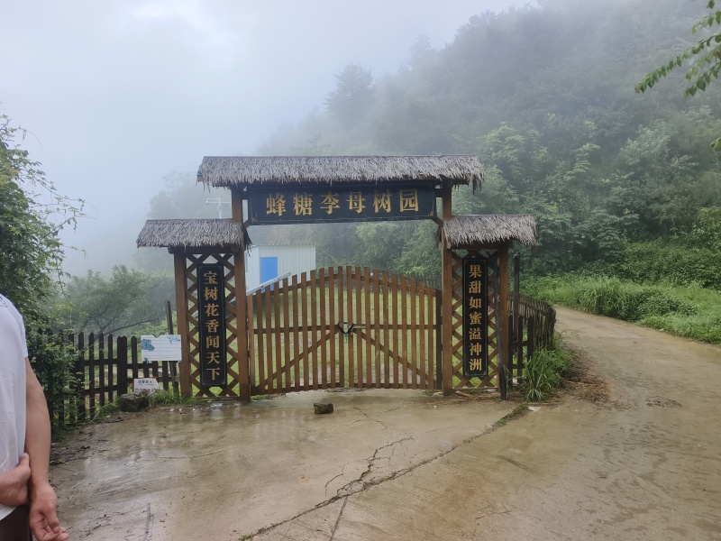 六马蜂蜜李