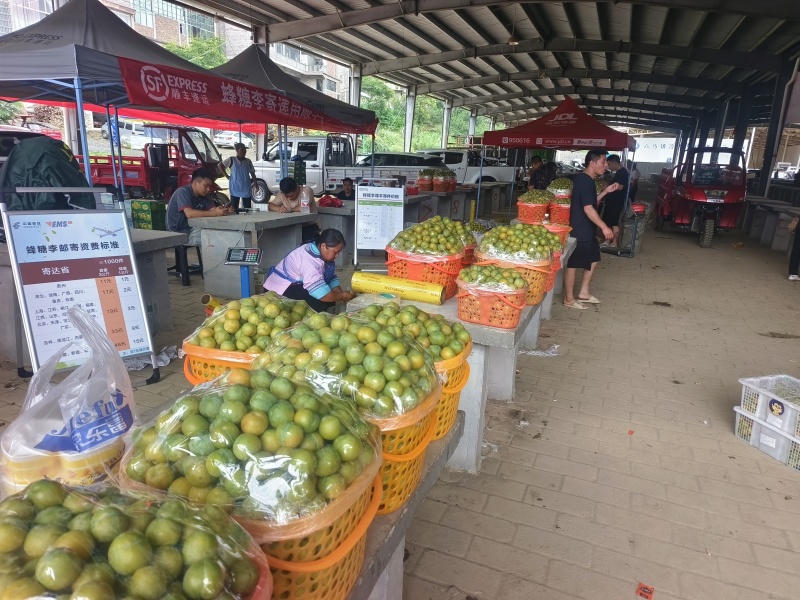 六马蜂蜜李