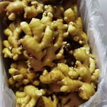 山东大黄姜，一手货源量大质优，辛辣味足坏烂包赔可发全国