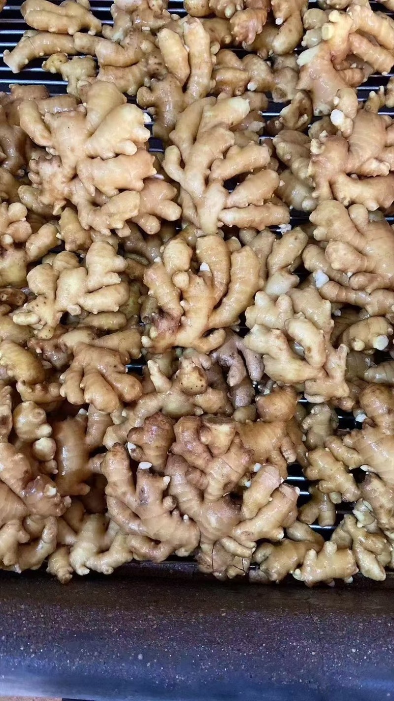 山东大黄姜，一手货源量大质优，辛辣味足坏烂包赔可发全国