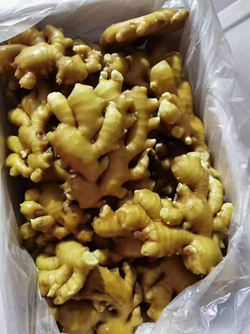 山东大黄姜，一手货源量大质优，辛辣味足坏烂包赔可发全国