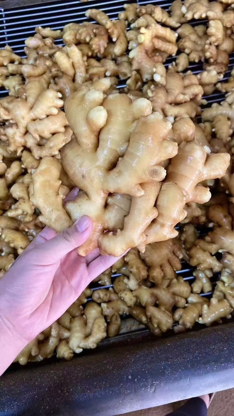 山东大黄姜，一手货源量大质优，辛辣味足坏烂包赔可发全国