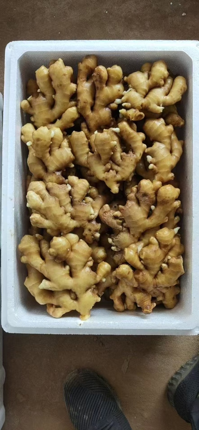 山东大黄姜，一手货源量大质优，辛辣味足坏烂包赔可发全国