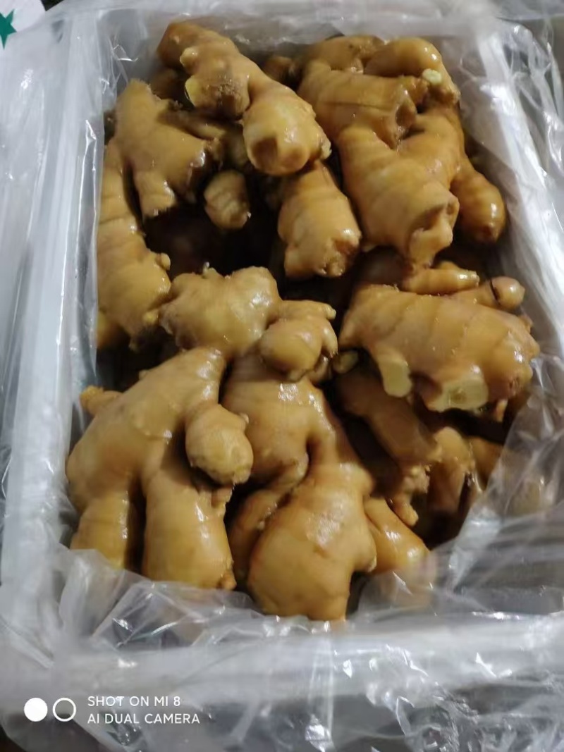 山东大黄姜，一手货源量大质优，辛辣味足坏烂包赔可发全国