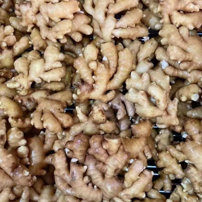 精品小黄姜，山东生姜产地直发，一手货源可对接商场电商市场