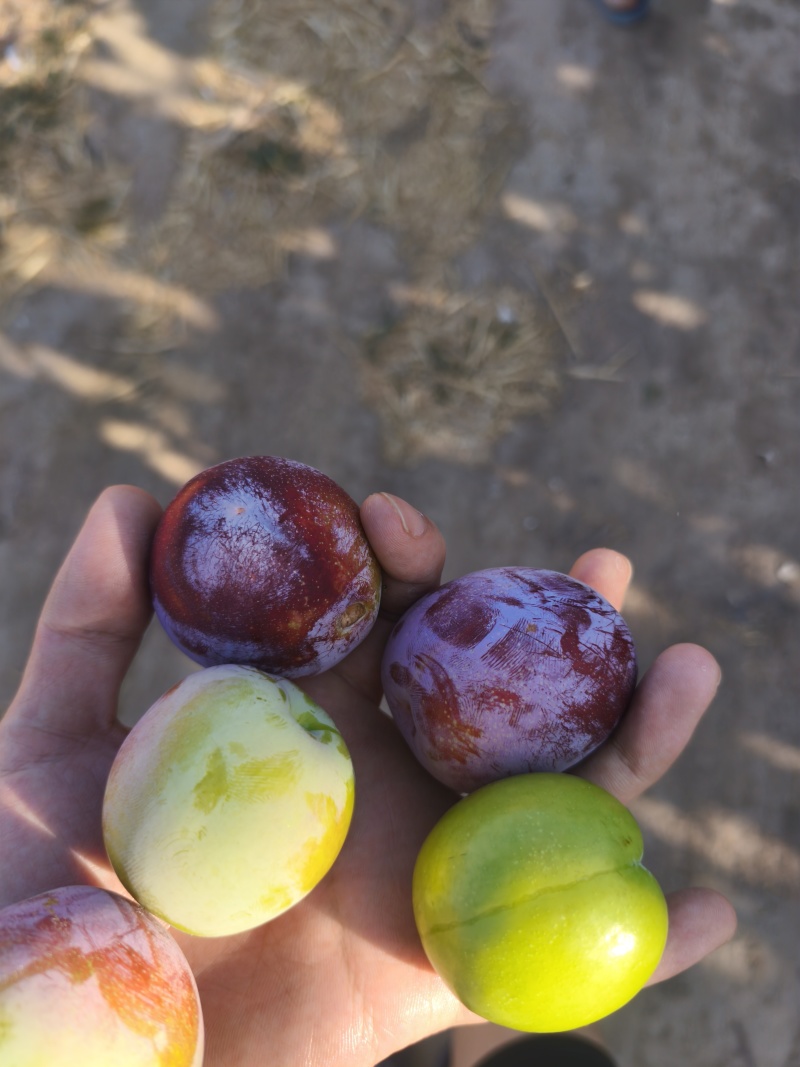 面李子上市了大量有货有意老板滴滴
