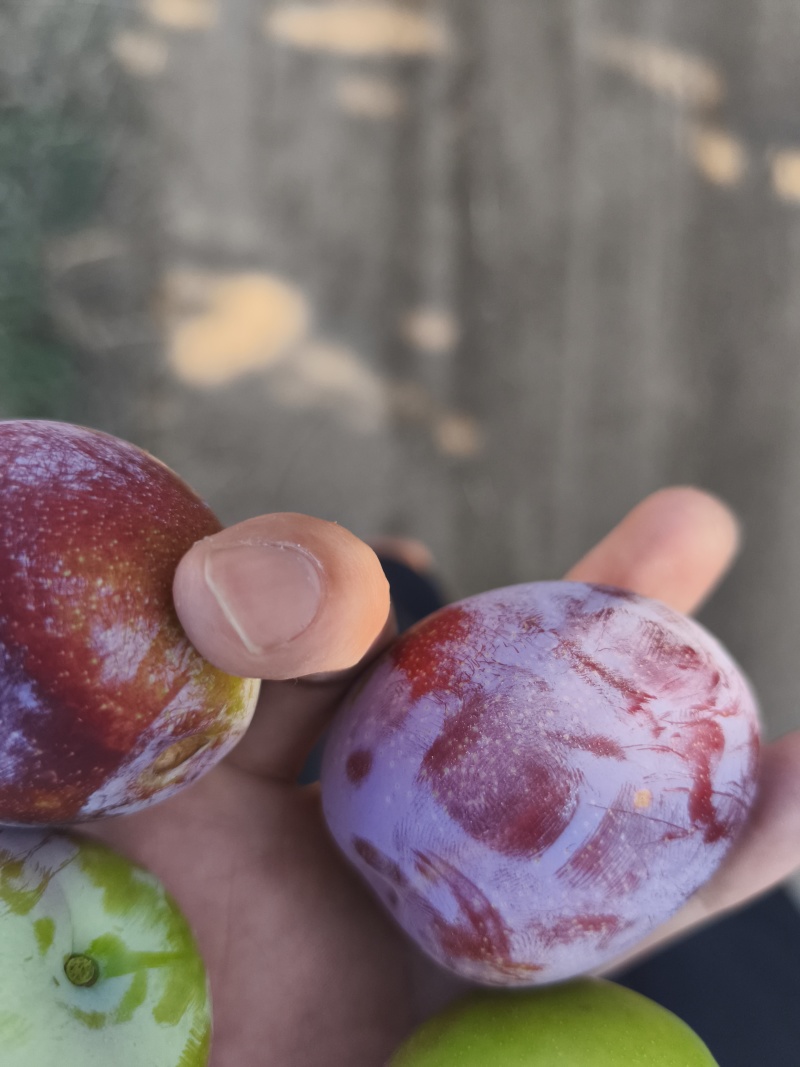 面李子上市了大量有货有意老板滴滴