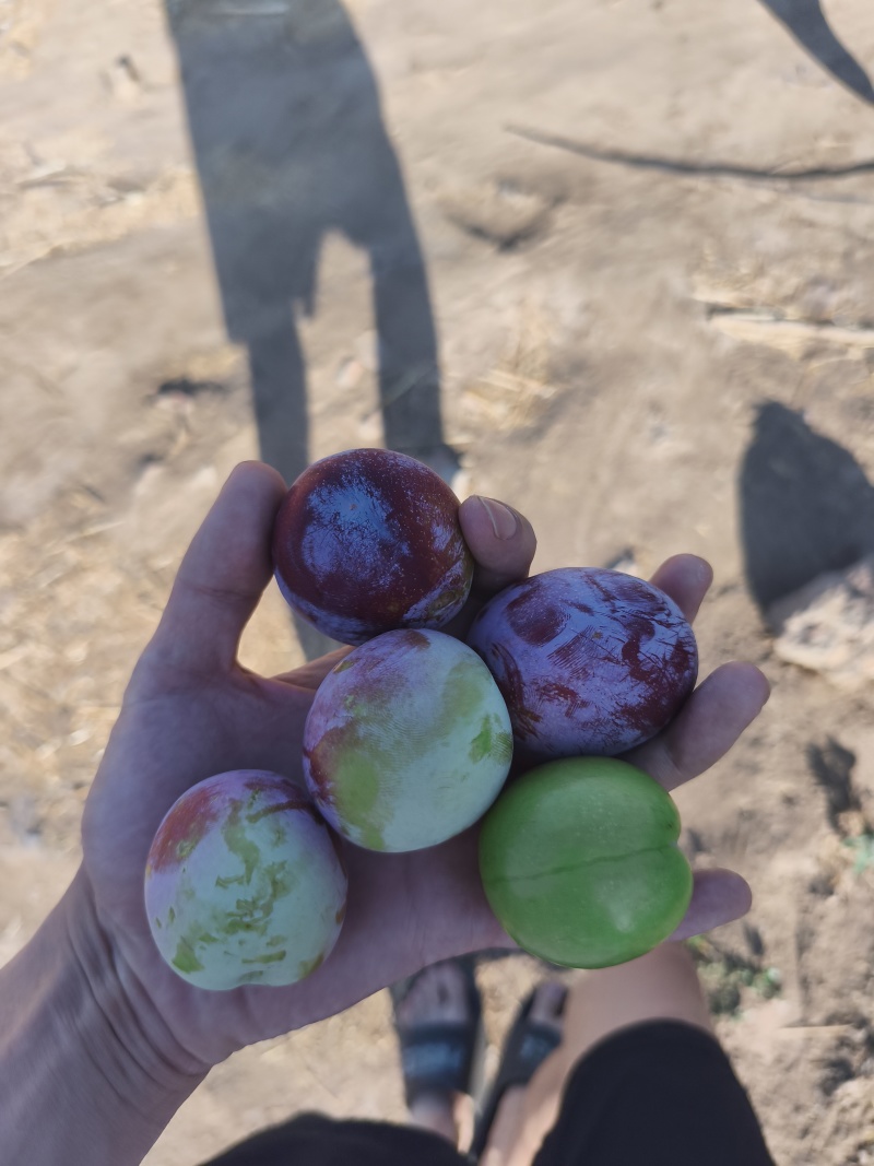 面李子上市了大量有货有意老板滴滴