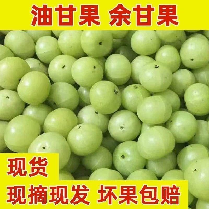 广东汕头精品油甘果，一手货源，对接全国，可视频看货
