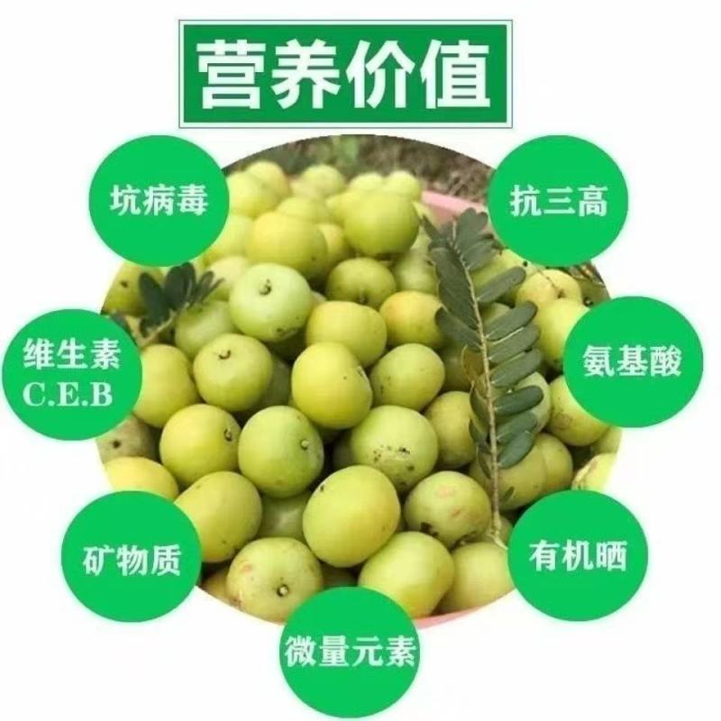 广东汕头精品油甘果，一手货源，对接全国，可视频看货