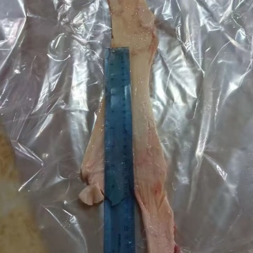 国产整根牛板筋现货出售
