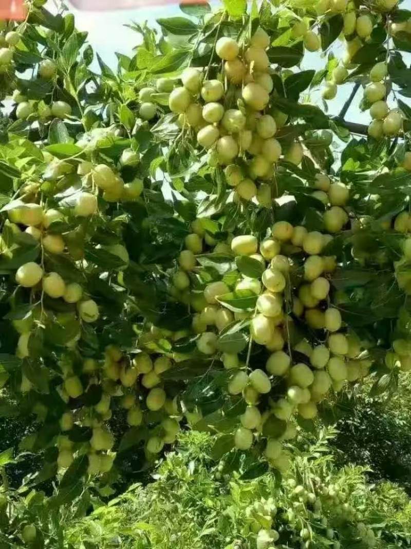 《米枣》四川崭山米枣基地直发对接商超团购电商平台量大从